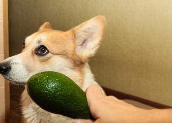 Çfarë ndodh nëse kafsha juaj shtëpiake ha avokado?