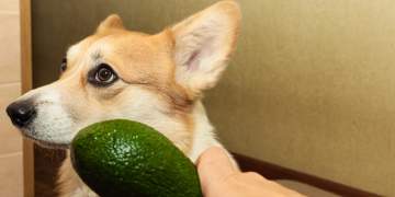 Çfarë ndodh nëse kafsha juaj shtëpiake ha avokado?