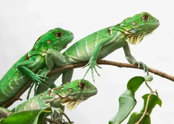 Alarm në Florida për shkak të ‘shiut’ të pabesueshëm të iguanave: pse po bien nga pemët?