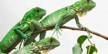 Alarm në Florida për shkak të ‘shiut’ të pabesueshëm të iguanave: pse po bien nga pemët?