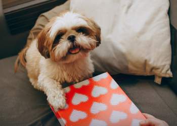 Bli dhuratë për veten dhe thuaj se është nga kafsha jote, sipas psikologëve, ajo e pëlqen!