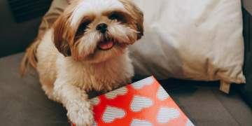 Bli dhuratë për veten dhe thuaj se është nga kafsha jote, sipas psikologëve, ajo e pëlqen!