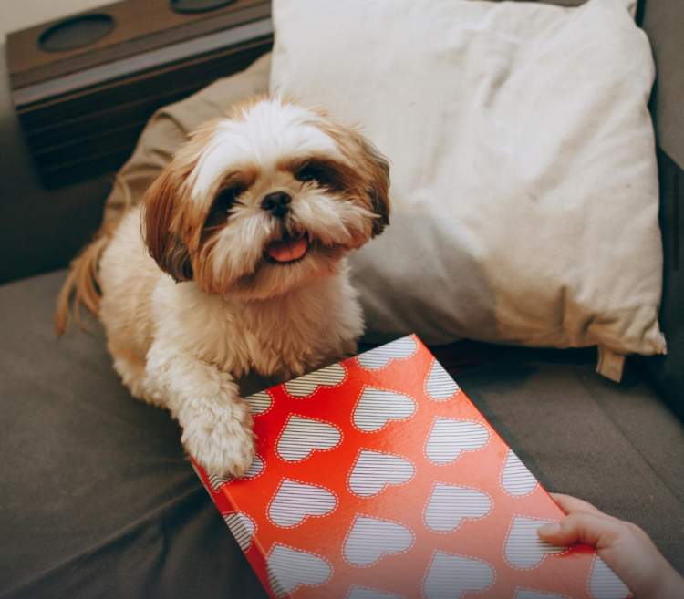 Bli dhuratë për veten dhe thuaj se është nga kafsha jote, sipas psikologëve, ajo e pëlqen!