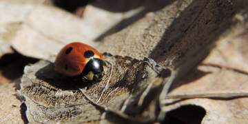 Ku zhduken insektet gjatë dimrit? E vërteta pas heshtjes së stinës së ftohtë