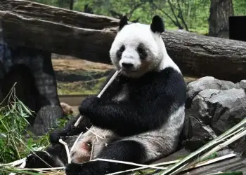 Lamtumira me lot në sy, Japonia kthen pandat në Kinë mes përkeqësimit të marrëdhënieve