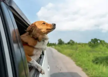 Pse qentë pëlqejnë të nxjerrin kokën nga dritaret e makinave?