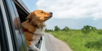 Pse qentë pëlqejnë të nxjerrin kokën nga dritaret e makinave?