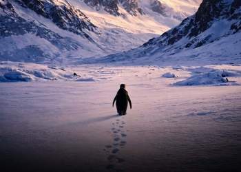 Pse ‘marshimi i vdekjes’ i një pinguini po bëhet viral? Çfarë domethënie ka ‘Pinguini Nihilist’ që e ka bërë internetin të mendojë shumë për jetën