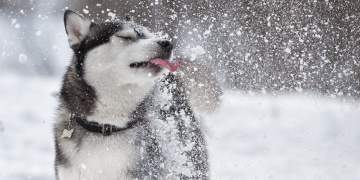 Racat e qenve që e tolerojnë ose e duan të ftohtin