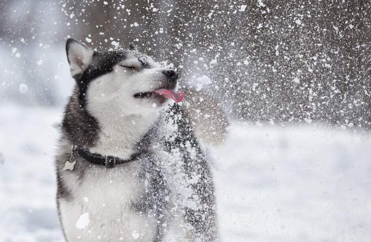Racat e qenve që e tolerojnë ose e duan të ftohtin