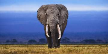 Tragjedi në Indi: Një tufë elefantësh sulmon fshatin, 6 të vdekur përfshirë foshnjën 3-muajshe