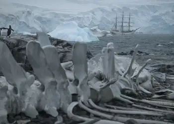 Tkurrja rekord e akullit kërcënon pinguinët perandorë në Antarktik