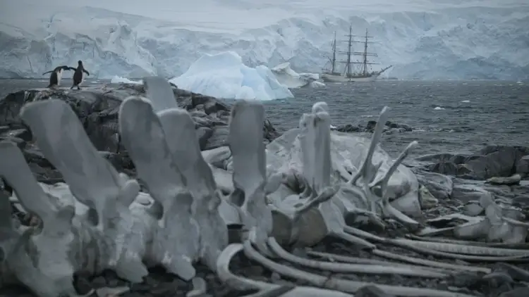 Tkurrja rekord e akullit kërcënon pinguinët perandorë në Antarktik