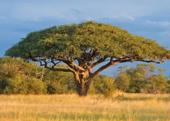 E paimagjinueshme: Si “komunikojnë” pemët e akacies në Afrikë për të shpëtuar veten nga kafshët që kullosin