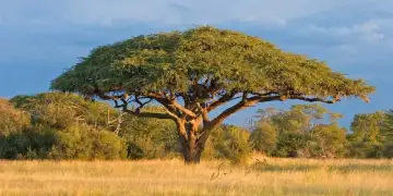 E paimagjinueshme: Si “komunikojnë” pemët e akacies në Afrikë për të shpëtuar veten nga kafshët që kullosin