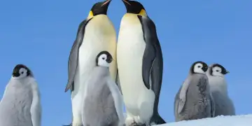 Pse shkencëtarët kanë frikë se ndërrimi i përvitshëm i pinguinëve perandor mund t’i vrasë ata