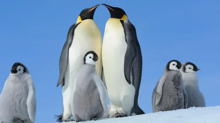 Pse shkencëtarët kanë frikë se ndërrimi i përvitshëm i pinguinëve perandor mund t’i vrasë ata