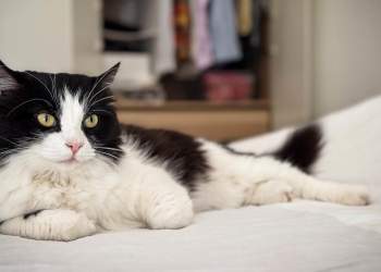 17 shkurti, Dita Ndërkombëtare e Maceve: Ja cilat janë të drejtat e maceve