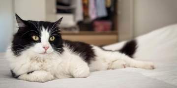 17 shkurti, Dita Ndërkombëtare e Maceve: Ja cilat janë të drejtat e maceve