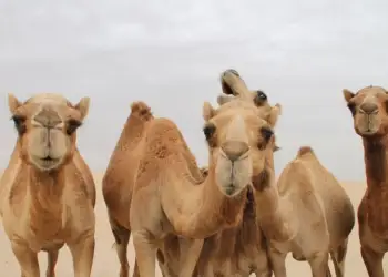 Arabia Saudite surprizon botën! Pasaporta zyrtare edhe për devetë