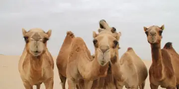 Arabia Saudite surprizon botën! Pasaporta zyrtare edhe për devetë