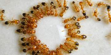 Çfarë është spiralja e vdekjes së milingonave?