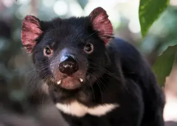 Djalli i Tasmanisë: Çfarë nuk dini për kafshën më të keqkuptuar në botë
