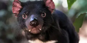 Djalli i Tasmanisë: Çfarë nuk dini për kafshën më të keqkuptuar në botë