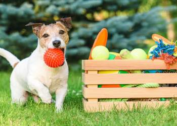 Këto janë 2 ngjyrat që preferojnë qentë