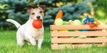 Këto janë 2 ngjyrat që preferojnë qentë