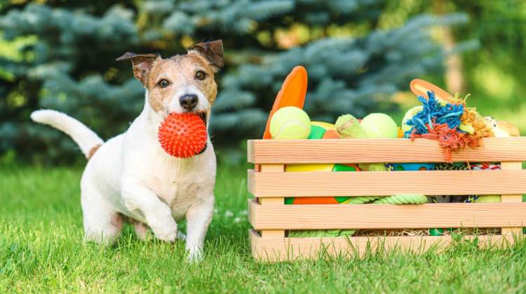Këto janë 2 ngjyrat që preferojnë qentë