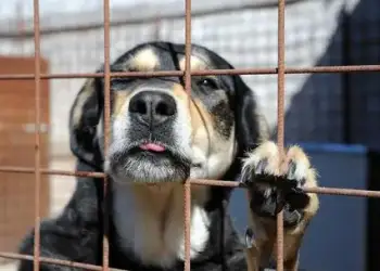 Banorët e Dubait ikin: emergjencë në rritje për shkak të qenve dhe maceve të braktisura në mes të kaosit