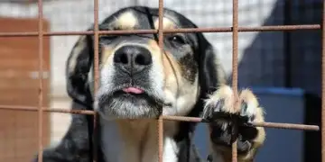 Banorët e Dubait ikin: emergjencë në rritje për shkak të qenve dhe maceve të braktisura në mes të kaosit