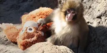 Shqetësime për Punchin: Majmunët dominues po e stërvisin me litarë, përgjigjet zoologu