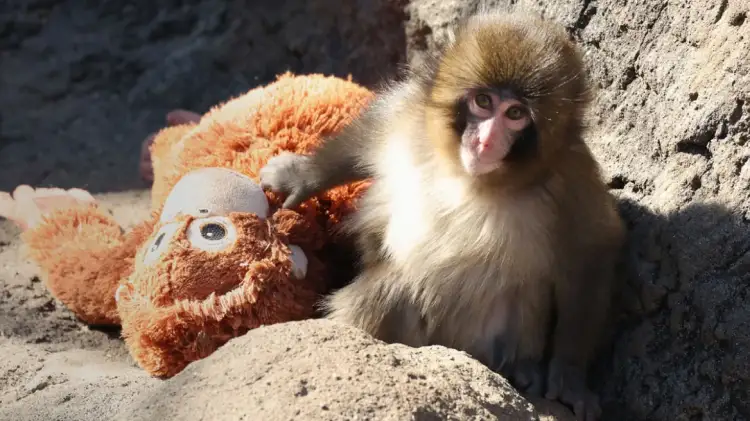 Shqetësime për Punchin: Majmunët dominues po e stërvisin me litarë, përgjigjet zoologu