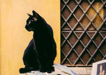 Sa jetojnë macet? Ja çfarë duhet të bëni që të jetojnë më gjatë