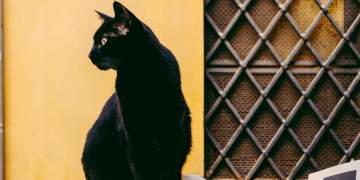 Sa jetojnë macet? Ja çfarë duhet të bëni që të jetojnë më gjatë