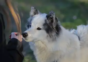 Këto janë sëmundjet që qentë mund të dallojnë