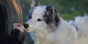 Këto janë sëmundjet që qentë mund të dallojnë