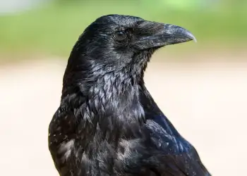 Ky është zogu më hakmarrës: Mund të kujtojë se kush e ngacmonte deri në 17 vjet