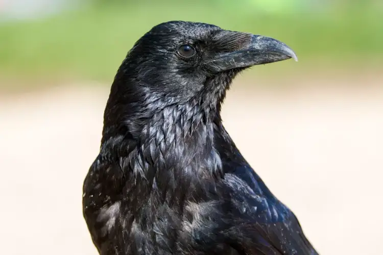 Ky është zogu më hakmarrës: Mund të kujtojë se kush e ngacmonte deri në 17 vjet