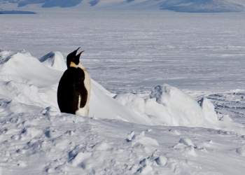 Pinguinët perandorakë në rrezik zhdukjeje, alarm global nga shkencëtarët