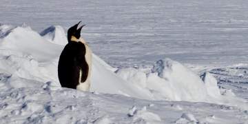 Pinguinët perandorakë në rrezik zhdukjeje, alarm global nga shkencëtarët