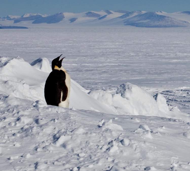 Pinguinët perandorakë në rrezik zhdukjeje, alarm global nga shkencëtarët