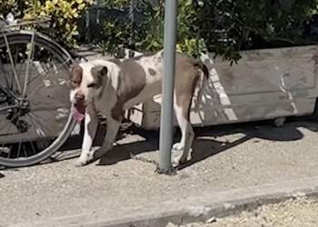 E frikshme në Vlorë! Pitbulli kafshon në kokë vajzën 4-vjeçare