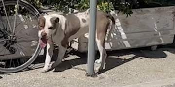 E frikshme në Vlorë! Pitbulli kafshon në kokë vajzën 4-vjeçare