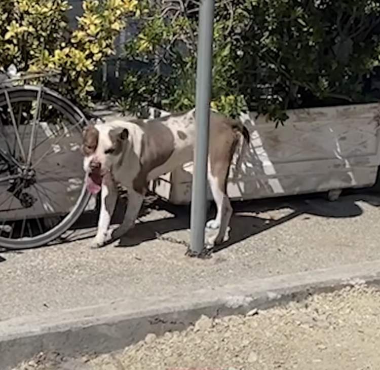 E frikshme në Vlorë! Pitbulli kafshon në kokë vajzën 4-vjeçare