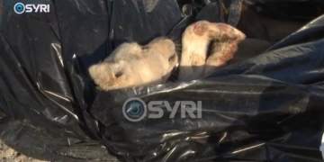 E rëndë! Qen të ngrirë në qese plastike në Dajt, dyshime për përfshirje të Bashkisë