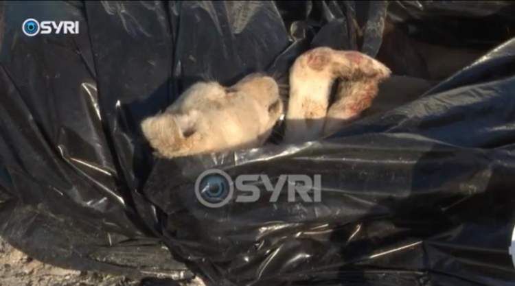 E rëndë! Qen të ngrirë në qese plastike në Dajt, dyshime për përfshirje të Bashkisë