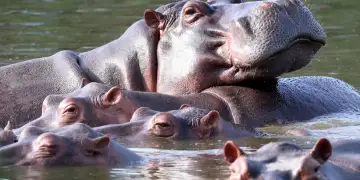 Skandal në Kolumbi/ Eutanizohen dhjetëra “hipopotamë kokaine” të lidhur me Pablo Escobarin